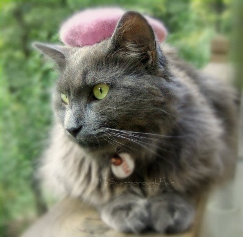 French Beret for Cats or Dogs Original Bridesmaids Movie | Etsy