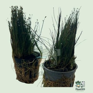 2X Dwarf Hairgrass Live Aquarium Plant, Pot Portion for Foreground Carpet, Low Growing Grass, Gift for Aquascaping Lovers