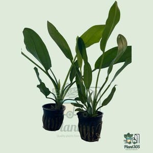2X Melon Sword Live Aquarium Plant, Triple Root Bundle for Freshwater Tanks, Broad Leaf Background Plant, Gift for Aquascapers