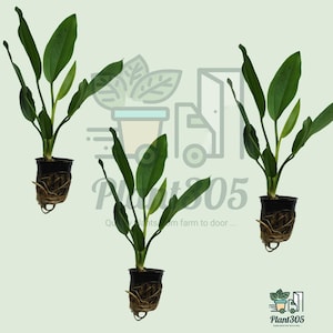 3X Healthy Radican Sword Live Aquarium Plant, Triple Root Bundle for Freshwater Tanks, Background Plant, Gift for Aquascaping Lovers