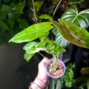 ALOCASIA LONGILOBA ALBO  - Starter Plant - Corms *all starter plants and corms require the purchase of 2 plants*