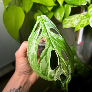 MONSTERA ADANSONII MINT - Starter Plant - Cuttings *All corms, cuttings, and starters require the purchase of 2 plants*