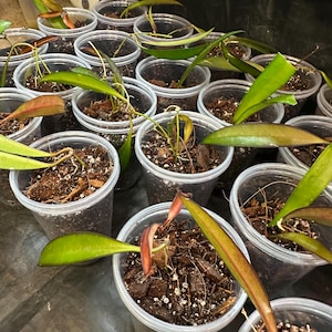 HOYA ROSITA - Starter Plant - Cuttings *all corms, cuttings, and starters require the purchase of 2 plants*