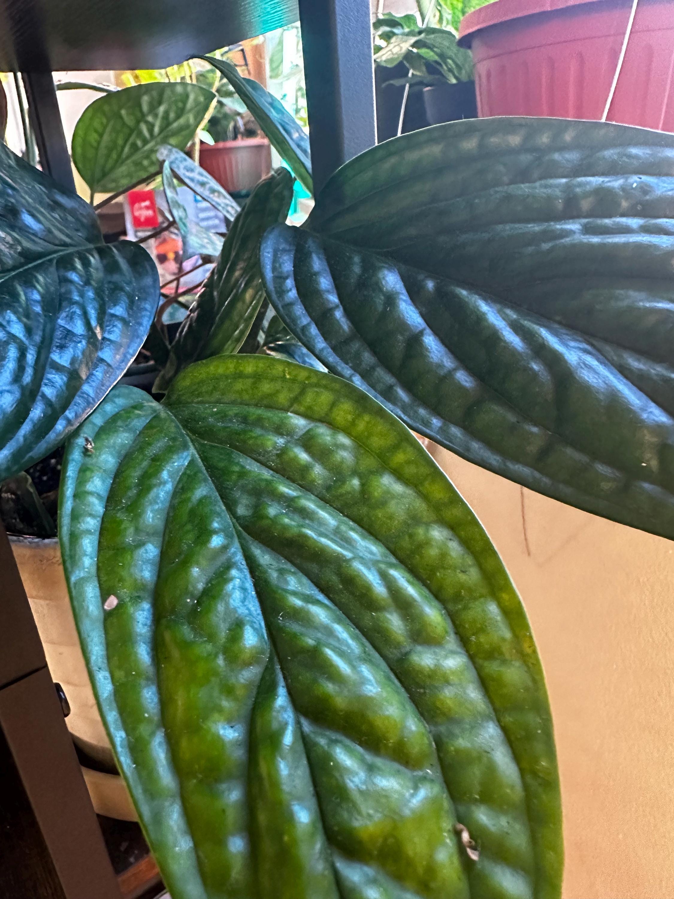philodendron scindapsus pictus Scindapsus 6
