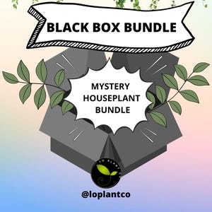 Black Box MYSTERY PLANT BUNDLE - houseplant cuttings - plant cuttings - starter plants