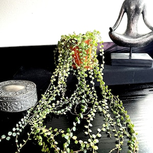 STRING OF TURTLES (peperomia prostrata) - Starter Plant - Cuttings *all starters require purchase of 2 plants*