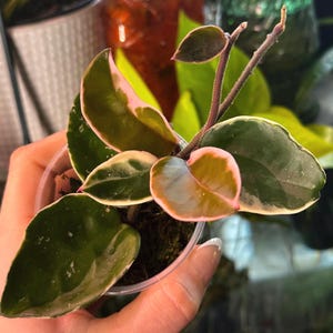 HOYA KRIMSON QUEEN (hoya carnosa) - Starter Plant - Cuttings *all corms, cuttings, and starters require the purchase of 2 plants*
