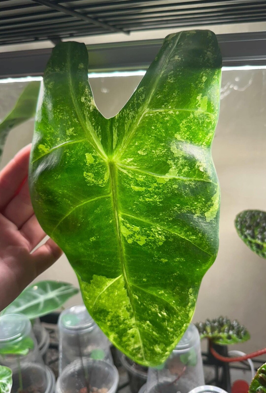 alocasia-longiloba-aurea-starter-plant-corms-all-starter-plants