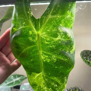 ALOCASIA LONGILOBA AUREA  - Starter Plant - Corms *all starter plants and corms require the purchase of 2 plants*