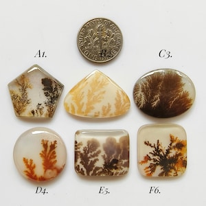 May include: Assorted polished dendritic agate gemstones in various shapes, including a pentagon, triangle, circle, and square. The stones display brown and orange fern-like inclusions. A US dime is included for size reference.