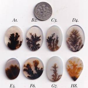 Könnte beinhalten: Acht ovale und tropfenförmige Dendriten-Achat-Cabochons mit durchscheinend weißer Basis und dunkelbraunen oder schwarzen farnartigen Einschlüssen. Eine US-amerikanische Zehn-Cent-Münze dient als Größenvergleich und misst 1,79 cm.