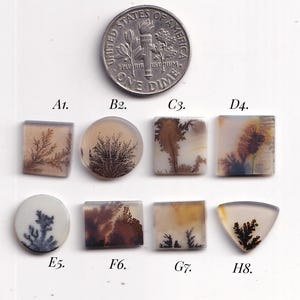 May include: Eight dendritic agate cabochons in various shapes including squares, circles, and a triangle, each featuring unique brown or black fern-like inclusions. A United States dime is positioned at the top for scale, labeled A1 through H8.