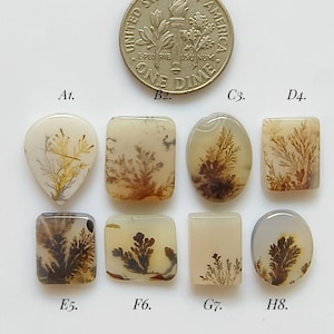 May include: A collection of eight dendritic agate gemstones in various shapes, including oval, rectangular, and teardrop. The stones feature brown and tan fern-like inclusions. A US dime is included for size reference.