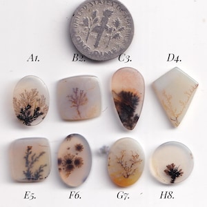 Könnte beinhalten: Acht polierte Dendriten-Achat-Cabochons in verschiedenen Formen wie oval, quadratisch, tropfenförmig und rund, jeweils mit einzigartigen dunkelbraunen oder schwarzen farnartigen Einschlüssen. Eine US-Zehn-Cent-Münze dient als Größenvergleich.