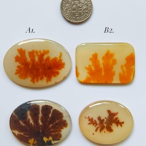 May include: Four polished dendritic agate cabochons labeled A1, B2, C3, and D4, featuring orange and brown fern-like inclusions on a translucent cream background, displayed next to a United States one dime coin for scale.