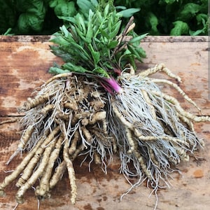 May include: A bundle of fresh amaranth plants, featuring green leaves, reddish stems, and long, light-colored roots. The amaranth is displayed on a rustic wooden surface, showcasing its natural form and texture.