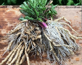 Skirret aka sugar root (Sium Sisarum) in 5"pot