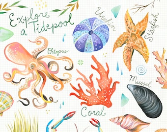 Explore a Tidepool | Ocean Chart | Watercolor Wall Art | Marine | Katie Daisy | 8x10 | 11x14
