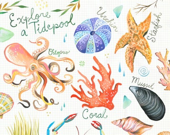 Explore a Tidepool | Ocean Chart | Watercolor Wall Art | Marine | Katie Daisy | 8x10 | 11x14