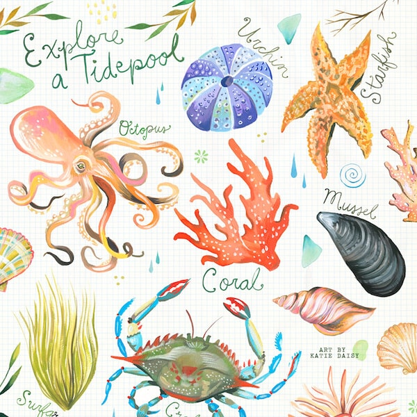 Explore a Tidepool | Ocean Chart | Watercolor Wall Art | Marine | Katie Daisy | 8x10 | 11x14