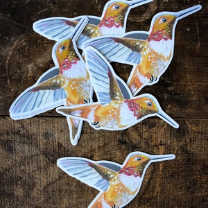 Rufous Hummingbird Matte Sticker