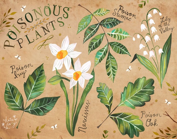 Poisonous Plants | Nature Chart | Educational Wall Art | Outdoorsy | Katie Daisy | 8x10 | 11x14