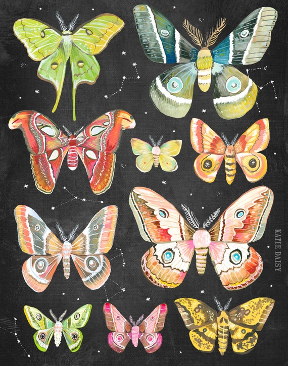 Moth Collection Art Print  | Nocturnal Wall Art | Katie Daisy | 8x10 | 11x14