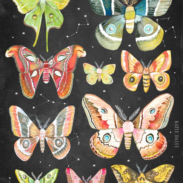 Moth Collection Art Print  | Nocturnal Wall Art | Katie Daisy | 8x10 | 11x14