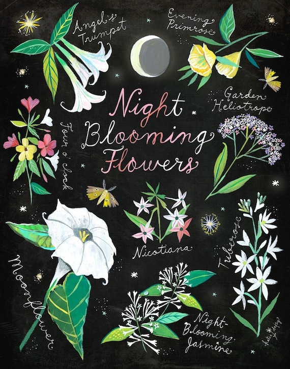 Night Blooming Flowers | Botanical Painting | Floral Study | Katie Daisy | 8x10 | 11x14