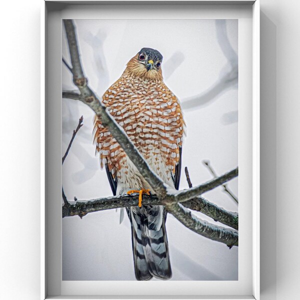 Beautiful Predator Sharp-Shinned Hawk stalking Songbirds.  Maine Birder