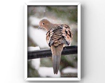 This Beautiful Mourning Dove Flaunting her Winter Sweater.