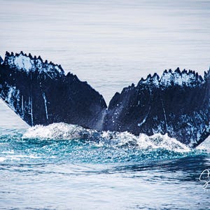 May include: A humpback whale tail fluke breaks the surface of the water, showing the dark blue and white markings on the underside of the fluke. The whale is swimming away from the camera.