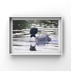 The Stunning Loon Enjoying the Freshwater Coolness on the Maine Lake.