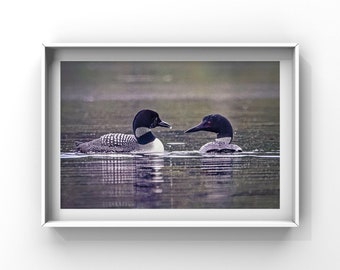 The Stunning Pair of Loons Enjoying the Freshwater Coolness on the Maine Lake.