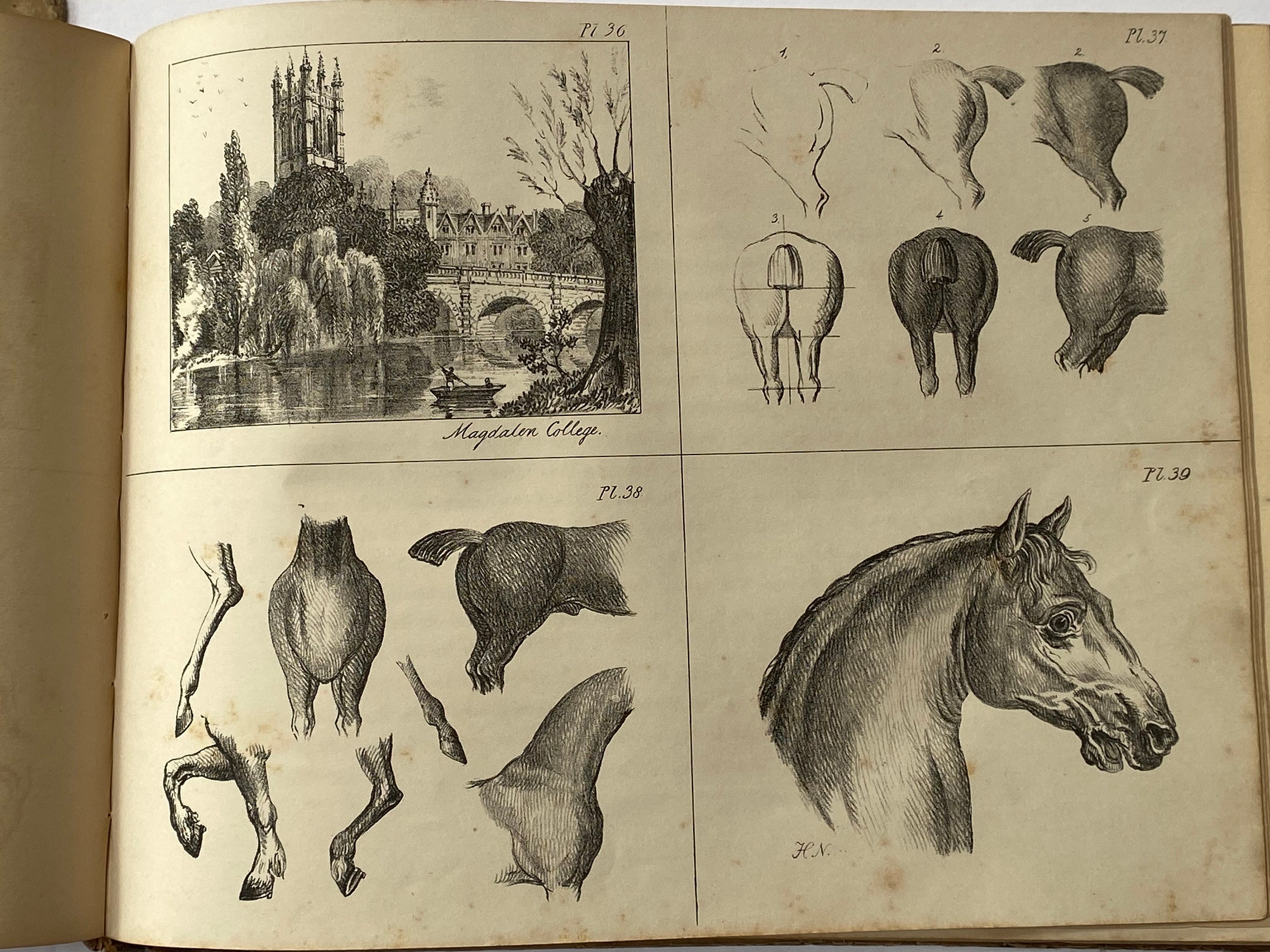 洋書 DRAWN FROM THE SOURCE 1924 Vintage Figure, Line, Animal Drawing Textbook