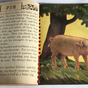 May include: A vintage children's book page with an illustration of a pink pig standing in a grassy area under a tree. The text on the page reads "PIG" and describes the characteristics of baby pigs.