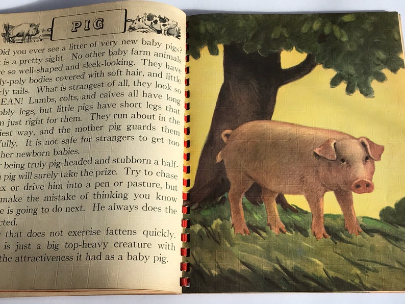 May include: A vintage children's book page with an illustration of a pink pig standing in a grassy area under a tree. The text on the page reads "PIG" and describes the characteristics of baby pigs.