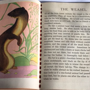 Vintage (1943) Children’s Book - Picture Story Book - 4 Books in 1 - Our Dogs, Forest Animals, Animal Friends, Mittens and Cats - Saalfield image 4