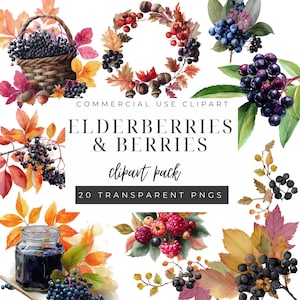Elderberry Clipart, Digital Botanical Art, PNG Images for Scrapbooking, Commercial Use, Wild Berries Design