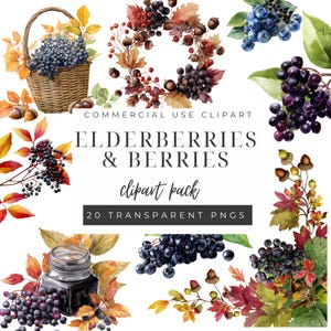 Elderberry Clipart, Digital Botanical Art, PNG Images for Scrapbooking, Commercial Use, Wild Berries Design