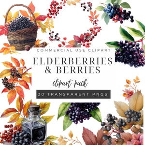 Elderberry Clipart, Digital Botanical Art, PNG Images for Scrapbooking, Commercial Use, Wild Berries Design