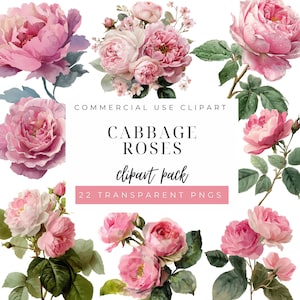 Op de afbeelding: Een verzameling aquarel koolroos clipart in verschillende arrangementen. De afbeeldingen tonen roze rozen met groene bladeren, en de tekst "COMMERCIAL USE CLIPART", "CABBAGE ROSES", "clipart pack", en "22 TRANSPARENT PNGS".