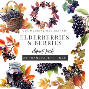 Elderberry Clipart, Digital Botanical Art, PNG Images for Scrapbooking, Commercial Use, Wild Berries Design