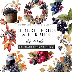 Elderberry Clipart, Digital Botanical Art, PNG Images for Scrapbooking, Commercial Use, Wild Berries Design