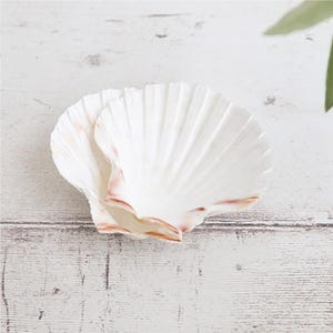 May include: Two white seashells with a pink interior, stacked on top of each other. The shells are smooth and have a delicate, fan-like texture.