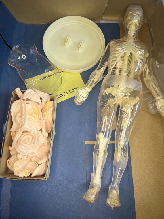 The Visible Woman, Vintage Model Kit, Human Body, Medical