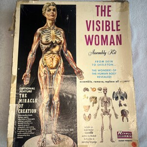 The Visible Woman, Vintage Model Kit, Human Body, Medical