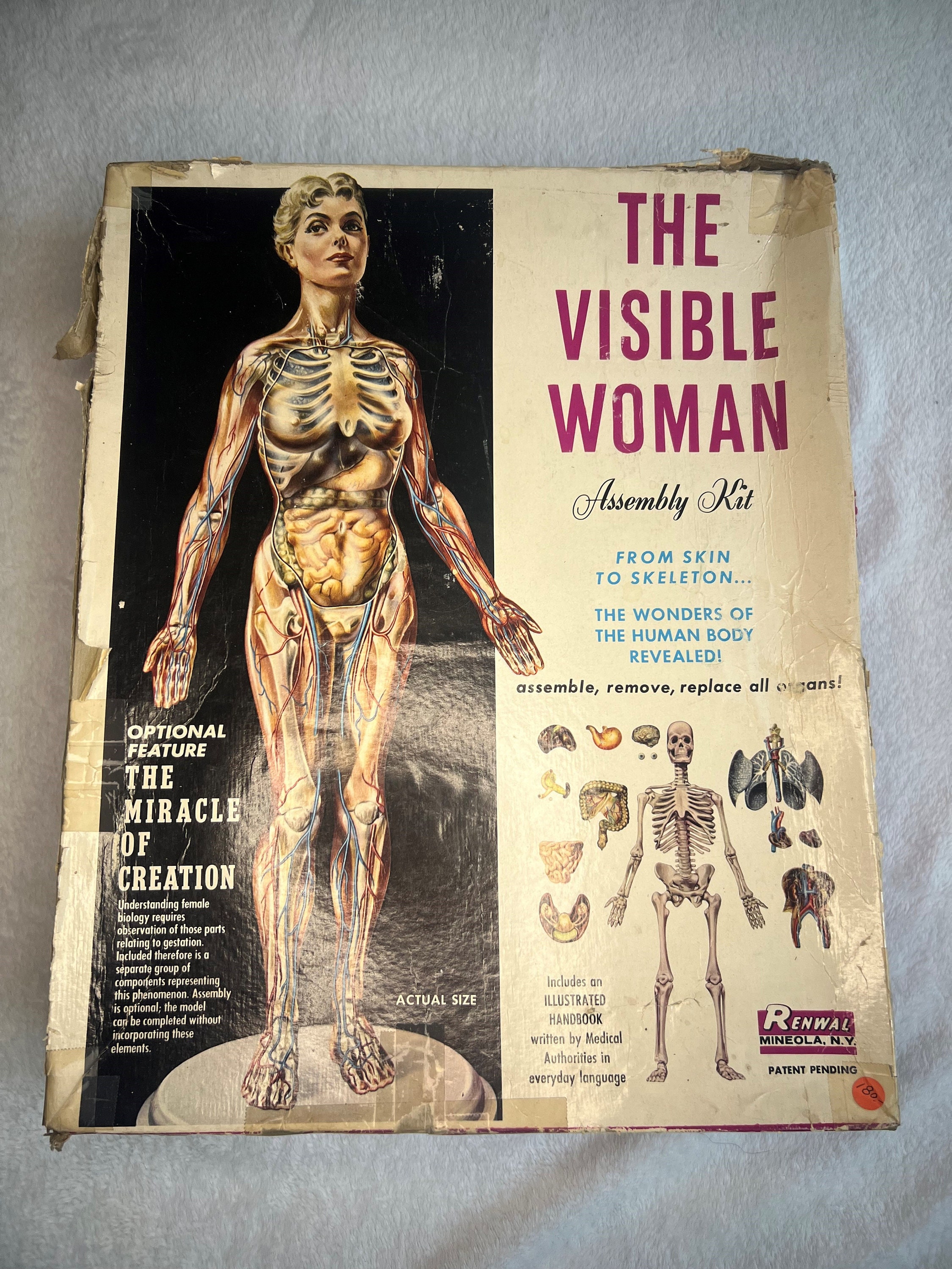 The Visible Woman, Vintage Model Kit, Human Body, Medical Teaching Aid, Collector's Item, Science Model, Educational Toy - Etsy The Visible Woman, Vintage Model Kit, Human Body, Medical Teaching Aid, Collector's Item, Science Model, Educational Toy - Etsy