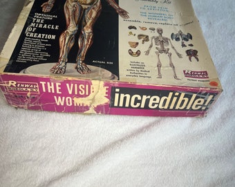 The Visible Woman, Vintage Model Kit, Human Body, Medical