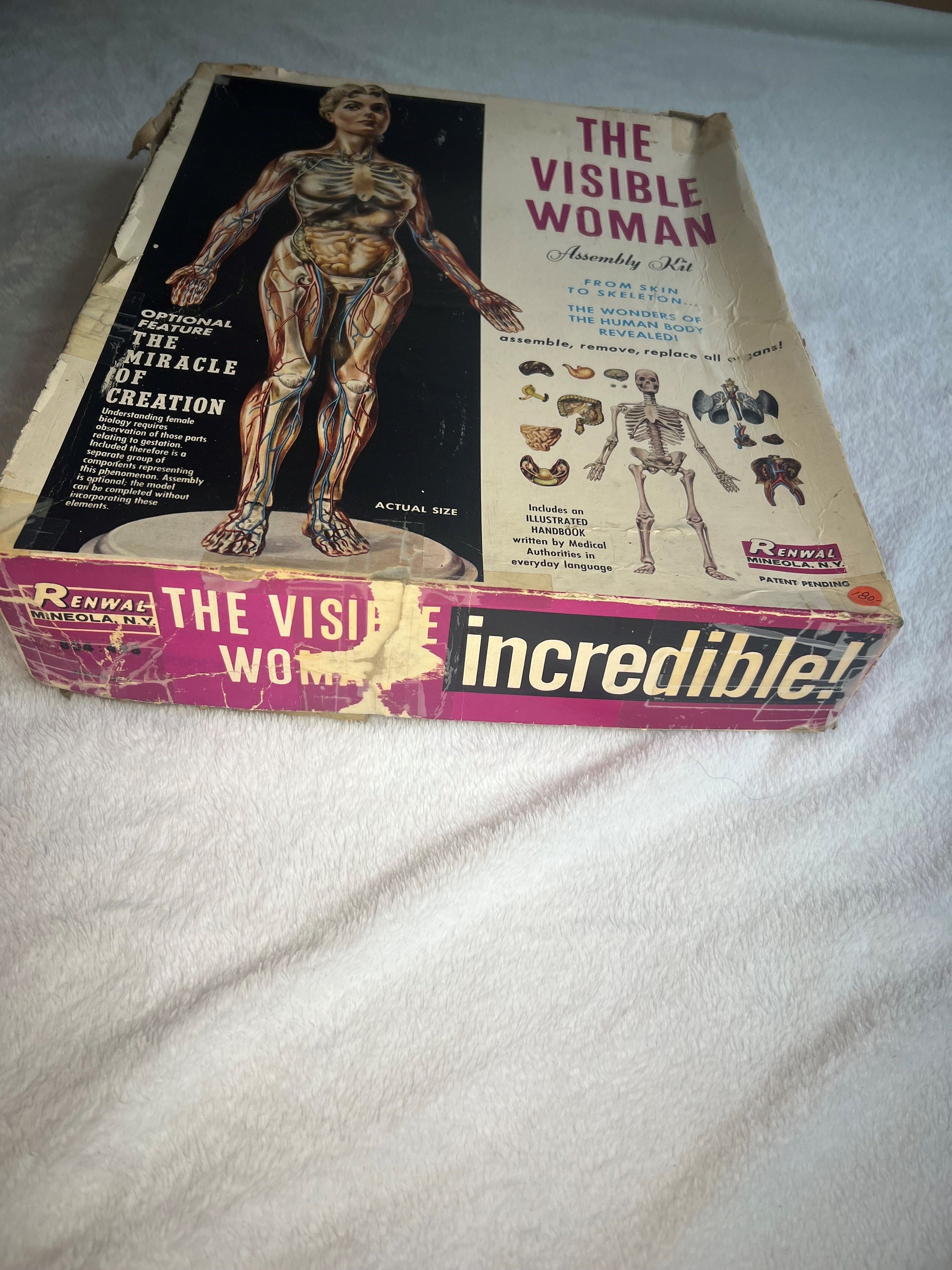 Amazon | プラモデル『RENWAL／THE VISIBLE WOMAN』未組立品